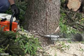 Professional Tree Services in Mountain Lakes, NJ