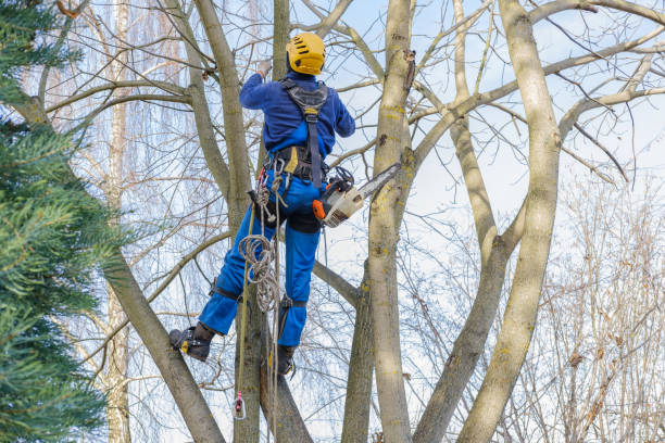 Best Emergency Tree Removal  in Mountain Lakes, NJ