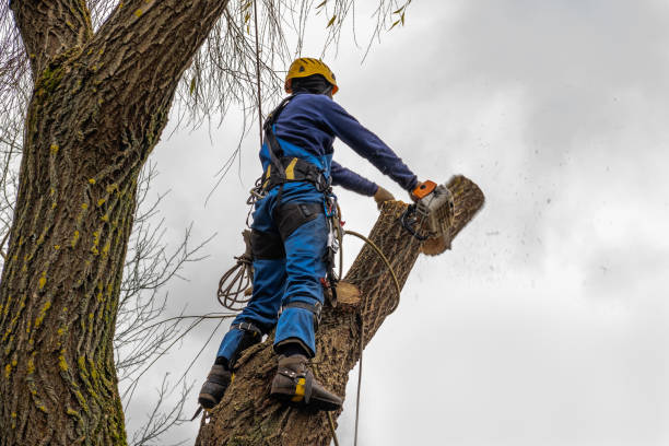 Best Hazardous Tree Removal  in Mountain Lakes, NJ