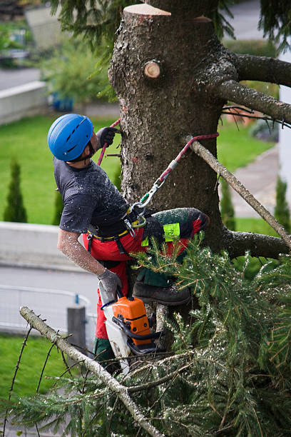 Best Tree Trimming and Pruning  in Mountain Lakes, NJ